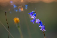 Glockenblumen