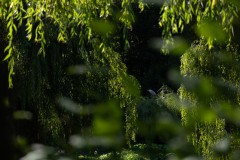 Graureiher-Suchbild