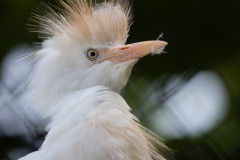 Punk-Reiher