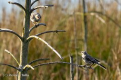 Vogelgezwitscher