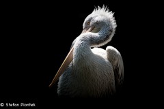 Pelikan