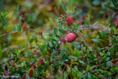 Moosbeere im Moorbeet