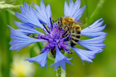 Kornblume mit Biene