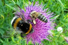 Insektenvielfalt auf einer Distelblüte