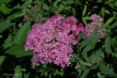 Spirea