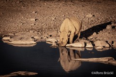 Rhino