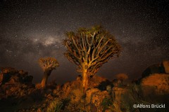 Quivertree