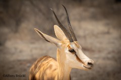 Springbock