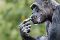 Bonobo