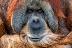 OrangUtan
