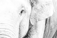 Elefant in Schwarzweiß