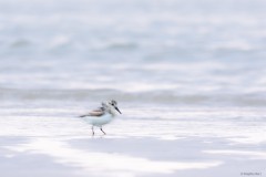Sanderling