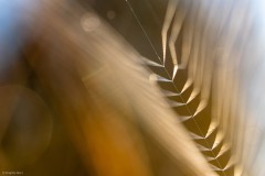 Spinnennetz