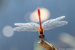 Libelle