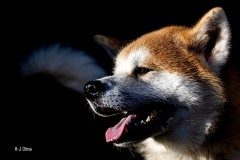 Akita Inu zu Besuch