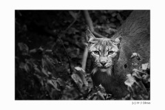 Luchs im Unterholz