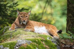 Luchs auf Felsen genießt die Morgensonne