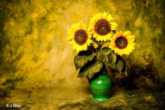 Sonnenblumen