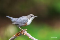 Wasseramsel auf der Jagd