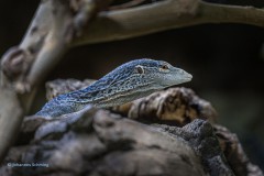 Aufmerksamer Beobachter im Leipziger Zoo