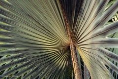 Palmenblatt
