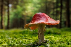 Fliegenpilz