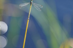 Libelle
