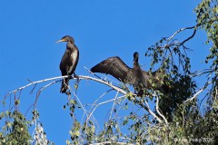 Kormorane im Baum 