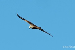 Ein Seeadler im Flug 