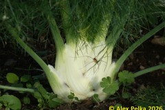 Fenchel mit Spinne