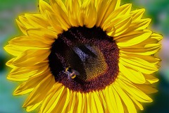 Sonnenblume mit Biene