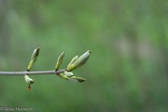 Frühlingserwachen