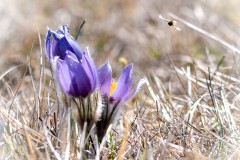 Kuhschelle mit Biene im Anflug