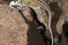 Zauneidechse beim ersten Sonnenbad