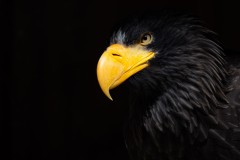 Russischer Riesenseeadler