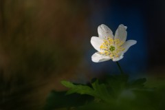 Buschwindröschen