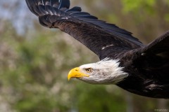 Seeadler