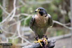 Wanderfalke bei der Fütterung
