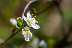 Schlehe im Garten