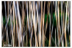 ICM11