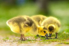 Kanadagänschen auf Futtersuche im Frühling