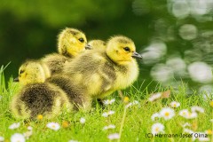 Kanadagänschen auf Wiese im Park