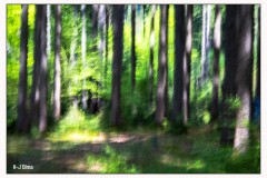 Im Wald (ICM)