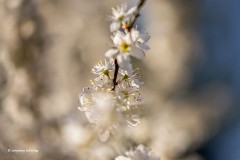 Schlehenblüte