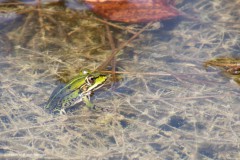 Frosch