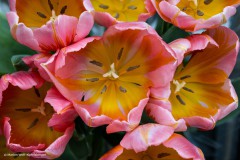 Tulpen