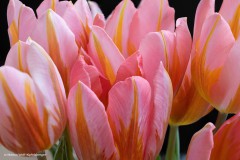 Tulpen