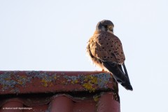 Turmfalke