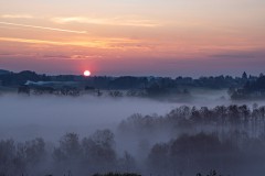 Baum-Reihen im Morgennebel