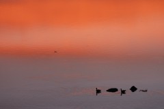 Gänse in der Morgenglut